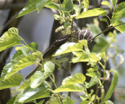 Rose breasted Grosbeak 1357